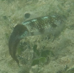 Sepioteuthis sepioidea