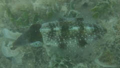 Sepioteuthis sepioidea