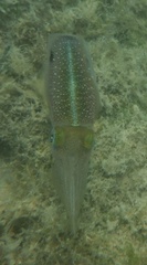 Sepioteuthis sepioidea