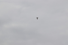 Charadrius vociferus