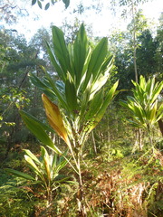 Cordyline manners-suttoniae