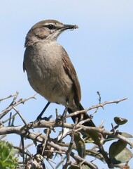 Cercotrichas coryphoeus