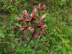 Alstroemeria psittacina