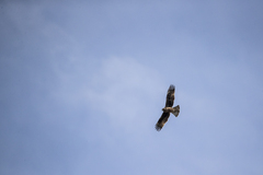 Hieraaetus morphnoides