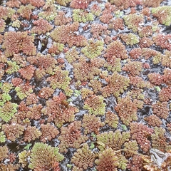 Azolla pinnata