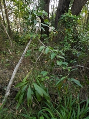 Cordyline petiolaris