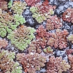 Azolla pinnata