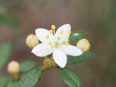 Asterolasia asteriscophora albiflora