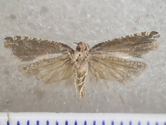 Crocidosema plebejana
