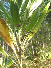 Cordyline manners-suttoniae
