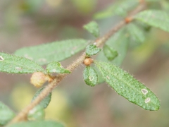 Asterolasia asteriscophora albiflora