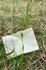 Pterostylis foliata