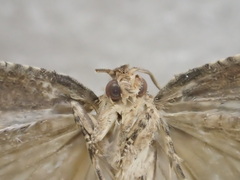 Crocidosema plebejana