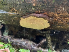 Phellopilus nigrolimitatus