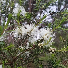 Melaleuca ericifolia