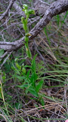 Pterostylis vittata
