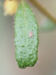 Asterolasia asteriscophora albiflora