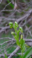 Pterostylis vittata