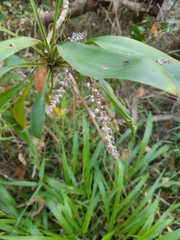Cordyline petiolaris