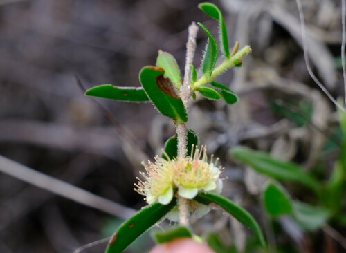 Image of Hypocalymma xanthopetalum by (c) Peter Crowcroft, some rights reserved (CC BY)