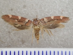 Macrobathra hemitropa