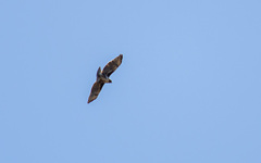 Buteo brachypterus