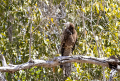 Polyboroides radiatus
