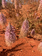 Ptilotus exaltatus