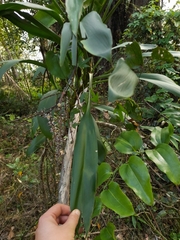 Cordyline petiolaris