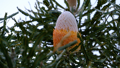 Image of Banksia prionotes by (c) Peter Crowcroft, some rights reserved (CC BY)