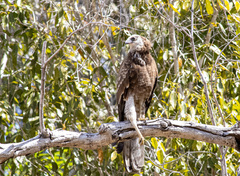 Polyboroides radiatus