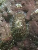 Diodora cayenensis
