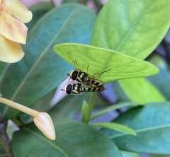 Ischiodon scutellaris