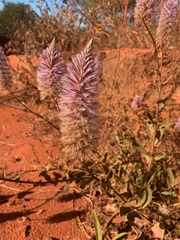 Ptilotus exaltatus