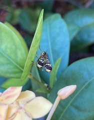 Ischiodon scutellaris