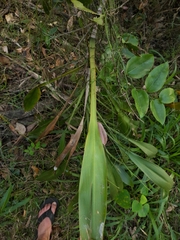 Cordyline petiolaris