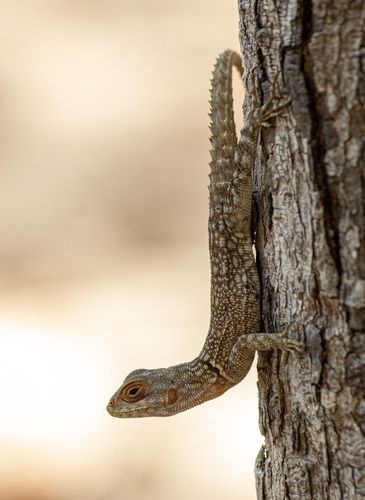 Cuvier's Madagascar Swift
