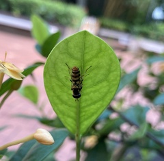 Ischiodon scutellaris