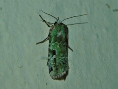 Mentaxya viridis