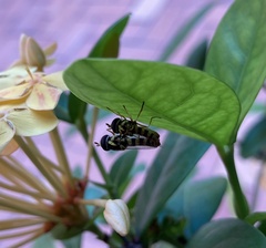 Ischiodon scutellaris