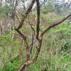 Melaleuca ericifolia