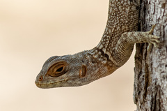 Oplurus cuvieri