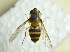 Epistrophe grossulariae