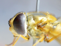 Epistrophe grossulariae