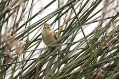 Acrocephalus australis