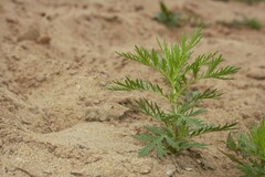 Artemisia biennis