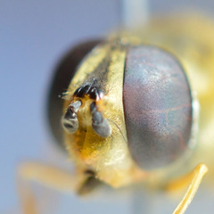 Epistrophe grossulariae