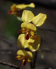 Diuris brumalis