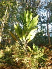 Cordyline manners-suttoniae