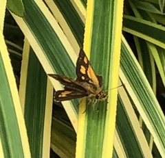 Ampittia dioscorides